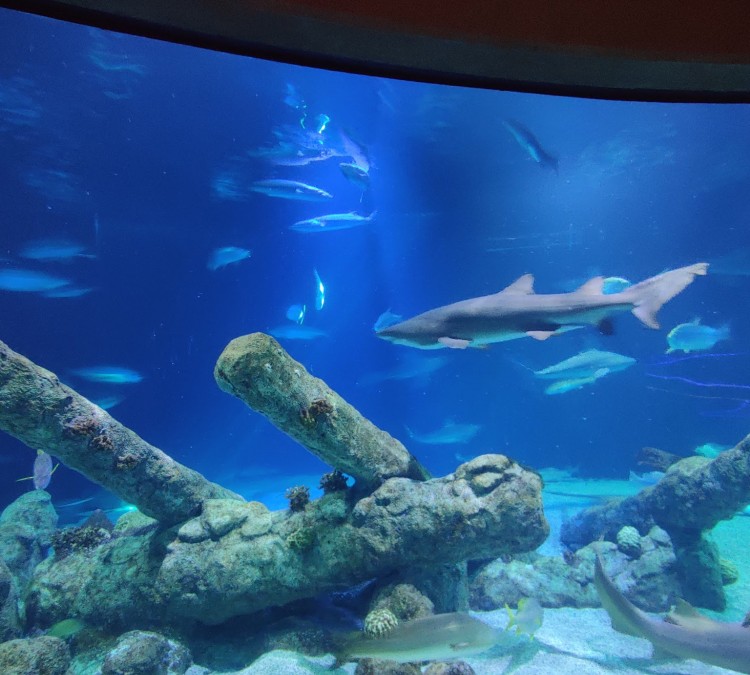 abq-biopark-aquarium-photo